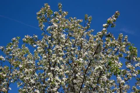 Blooming Stock Photos