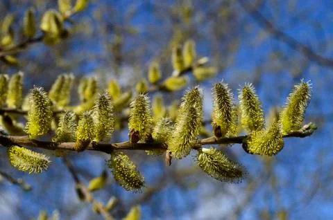 Blooming Stock Photos