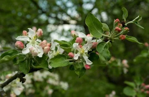Blooming Stock Photos