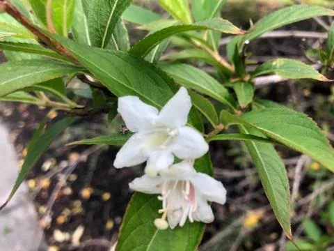 Blooming 库存照片