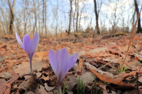 Blooming Stock Photos