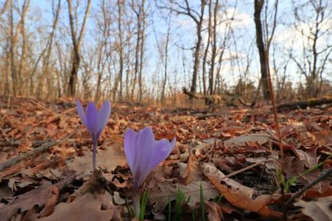 Blooming Stock Photos