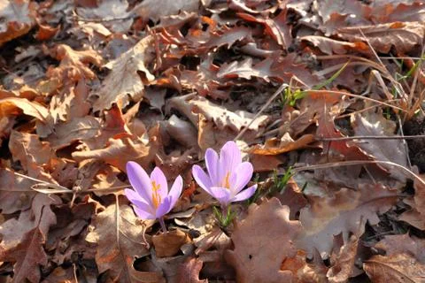 Blooming Stock Photos