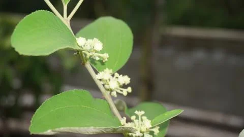 Blooming Stock Photos