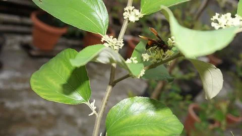 Blooming Stock Photos