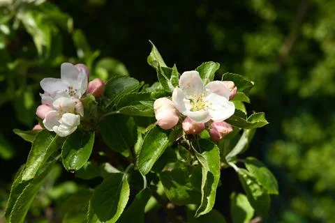 Blooming Fotos de archivo