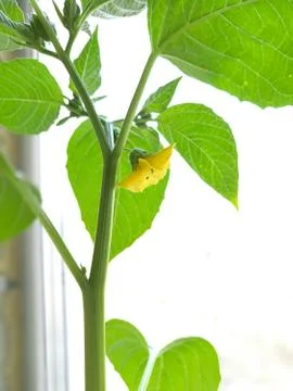 Blooming physalis  in spring on neutral background Stock Photos