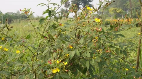 Blooming Pigeon Pea 스톡 동영상 333415747