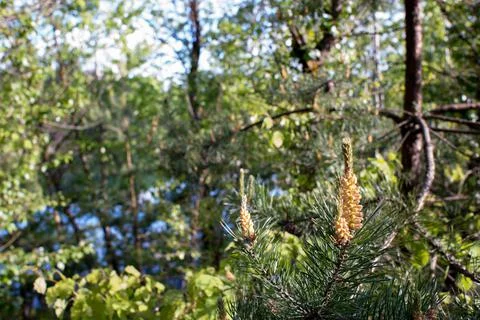 Blooming pine buds on the background of the forest and lake on a clear summer Stock Photos