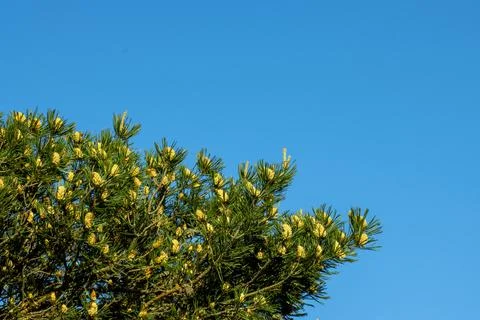 Blooming pine buds, beautiful spring landscape for design Foto stock
