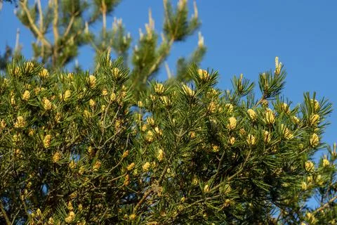 Blooming pine buds, a beautiful spring landscape for photo wallpaper Stock Photos