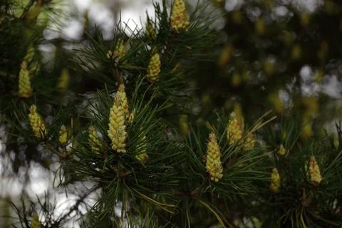 Blooming pine. The formation of young pine cones. Sunny spring day in the Wes Stock Photos