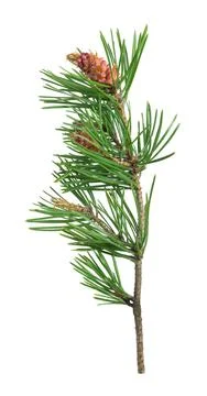 Blooming pine isolated on white background Stock Photos