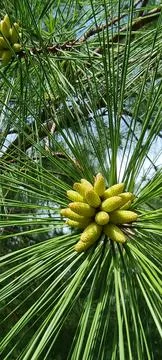 Blooming pine Stock Photos