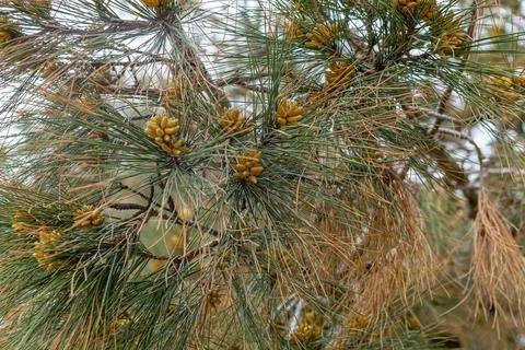 Blooming pine tree branch in sun light. Green Pine branches with yellow polle Stock Photos