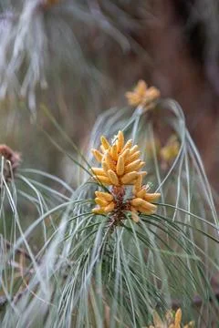 Blooming pine tree branch in sun light. Stock Photos