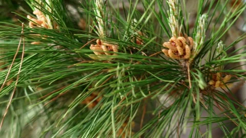Blooming pine tree branch with yellow pollen cones Stock Footage 330420389