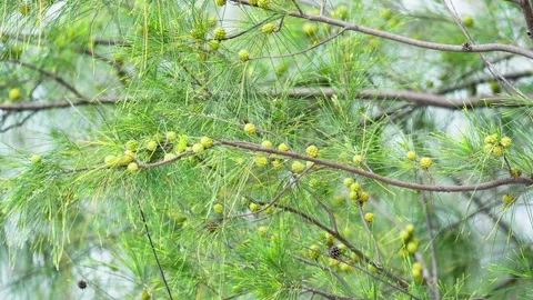 Blooming Pine Tree Flowers Swaying Gently in the Breeze Stock Footage 272910569