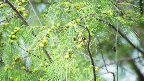 Blooming Pine Tree Flowers Swaying Gently in the Breeze Stock Footage 272910800
