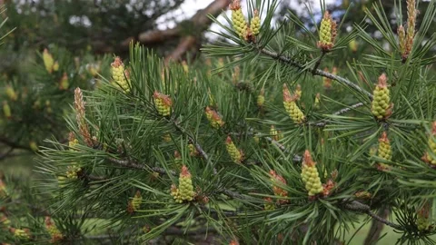 Blooming pine tree in the forest in spring. Stock Footage 154503080