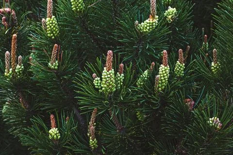 Blooming pine tree, shrub mountain pine blooming in spring forest Stock Photos