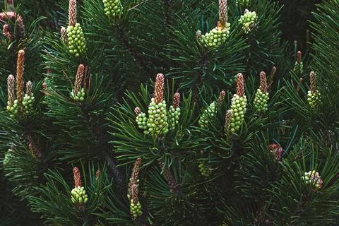 Blooming pine tree, shrub mountain pine blooming in spring forest Stock Photos