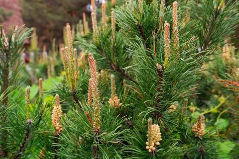 Blooming pine tree in spring Stock Photos