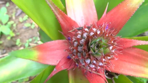 Blooming pineapple top view Stock Footage 333275200