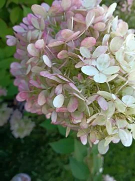 Blooming pink and white hydrangea flower head in garden with white petals Stock Photos