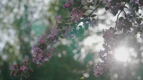 Blooming pink apple tree branch with sun leaks through. Aspen thin branches with Stock Footage 130522936