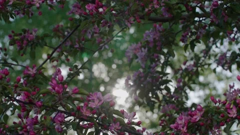 Blooming pink apple tree branches with sun leaks through. Slowmotion shot with Stock Footage 130522727