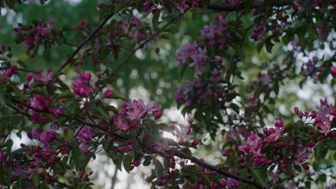 Blooming pink apple tree branches with sun leaks through. Slowmotion tripod shot Stock Footage 130522778