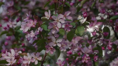 Blooming pink apple tree branches pattern with serenity throbbing light Stock Footage 130522879
