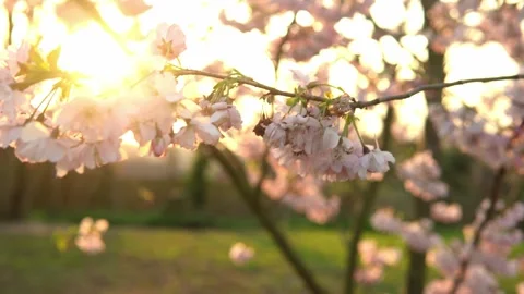 Blooming Pink Apple Tree Branches Moving On Wind In Sunny Spring Day On Stock Footage 172556577