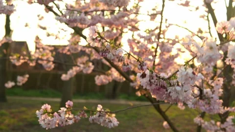 Blooming Pink Apple Tree Branches Moving On Wind In Sunny Spring Day On Stock Footage 172556590