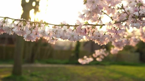 Blooming Pink Apple Tree Branches Moving On Wind In Sunny Spring Day On Stock Footage 172556613