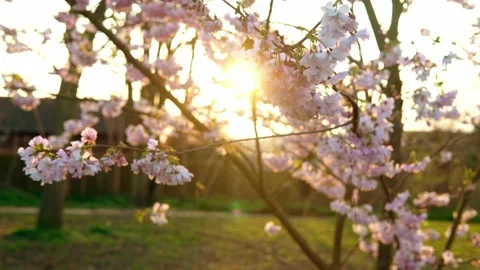Blooming Pink Apple Tree Branches Moving On Wind In Sunny Spring Day On Stock Footage 172759415