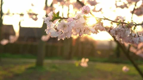 Blooming Pink Apple Tree Branches Moving On Wind In Sunny Spring Day On Stock Footage 172761788