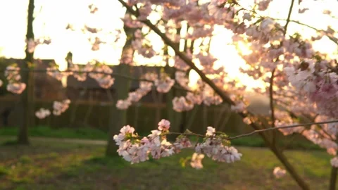 Blooming Pink Apple Tree Branches Moving On Wind In Sunny Spring Day On Stock Footage 177350789