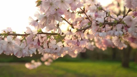 Blooming Pink Apple Tree Branches Moving On Wind In Sunny Spring Day On Stock Footage 177606382