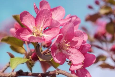 Blooming pink apple tree Foto stock