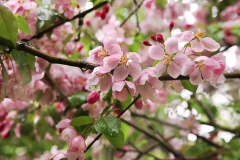 Blooming pink Apple tree Stock Photos