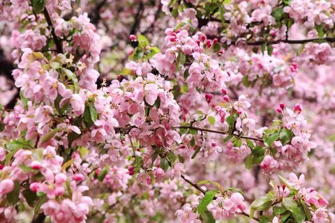 Blooming pink Apple tree Stock Photos
