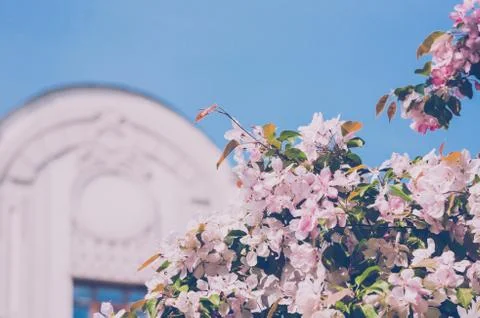 Blooming pink apple tree in spring beside building and blue sky Stock Photos