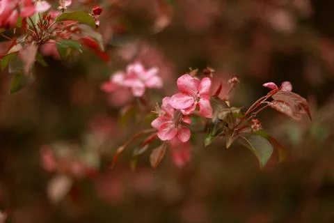 Blooming pink apple tree. Tree with pink flowers Stock Photos