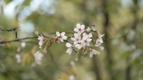 Blooming pink bird cherry in spring, blurred background with bokeh Stock Photos