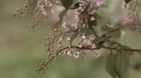 Blooming pink bird cherry in spring, blurred background with bokeh Stock Photos