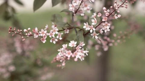 Blooming pink bird cherry in spring, blurred background with bokeh Stock Photos