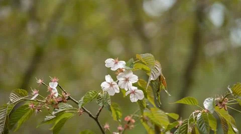 Blooming pink bird cherry in spring, blurred background with bokeh Stock Photos