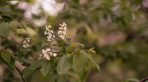 Blooming pink bird cherry in spring, blurred background with bokeh Stock Photos